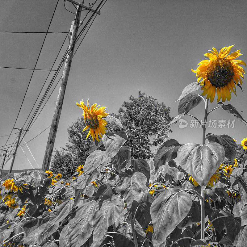 Black, White, Yellow Sunflowers Along Highway Road, Power Lines